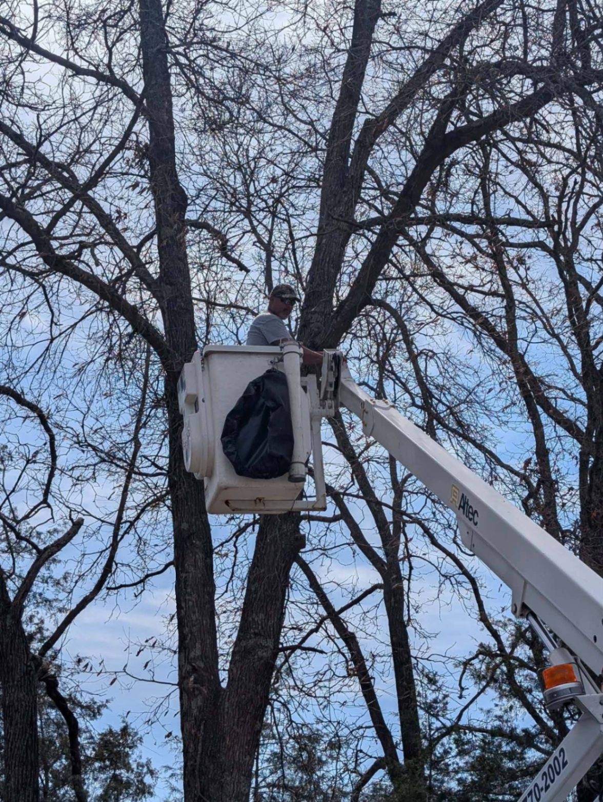 Irizarry crew member trimming limbs from a bucket truck high in a mature tree canopy